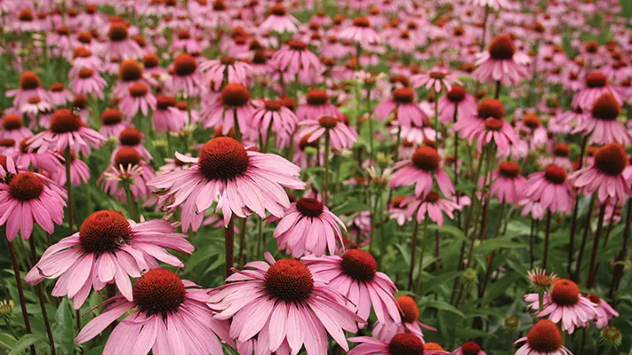 ESI Echinaid i Immunilflor