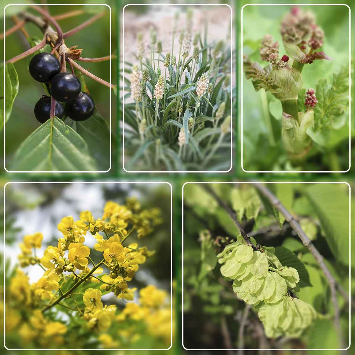biljke s ucinkom na praznjenje crijeva